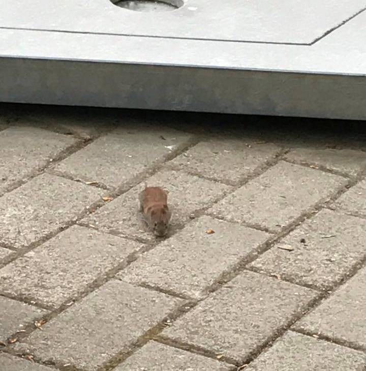 Maus
