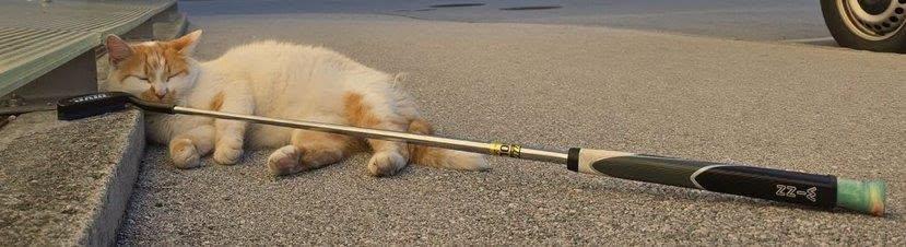 EM Katze 2026